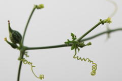 Corallocarpus epigaeus